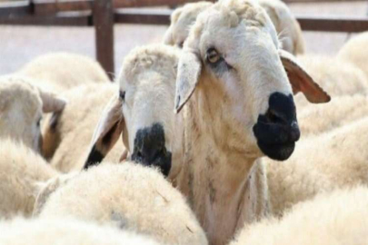  Kurban Keserken Dikkat Edilmesi Gerekenler Büyük Önem Arz Ediyor