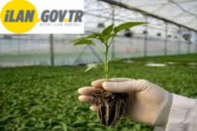 TİGEM Sebze Tohumculuğu Üretim Tesisini Kiraya Veriyor