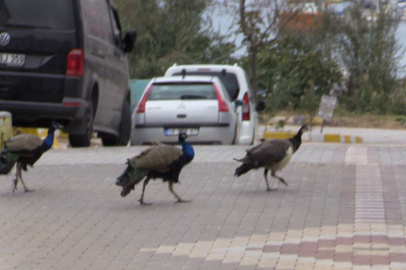 BANDIRMA’DA MAHALLEYİ TAVUS KUŞLARI SARDI