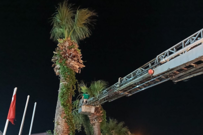 AYVALIK’TA AĞAÇ BUDAMA MESAİSİ GECE BOYU DEVAM ETTİ