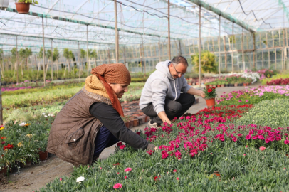Muğla'da kadın emeğiyle çiçek devrimi... 27 milyon çiçek, 23 milyon tasarruf