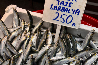 SARDALYA TEZGÂHA İNDİ, BALIK HALİ HAREKETLENDİ
