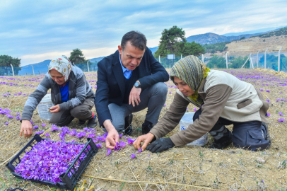 Mersin Yenişehir'de Safran Üreticisi Sayısı Artıyor