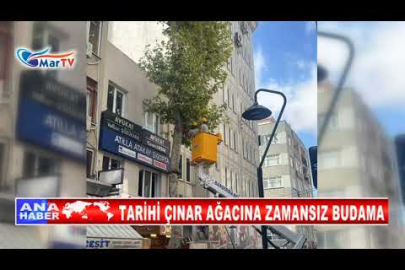 TARİHİ ÇINAR AĞACINA ZAMANSIZ BUDAMA