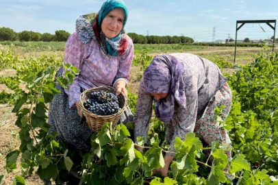 TÜRAM’da Yetişen Üzümler Hasat Edildi