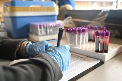 BANDIRMA’DA KARACABEY MERİNOSLARINDA GENETİK ANALİZ