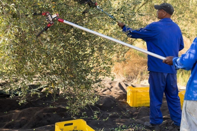 ZEYTİN TOPLAMA YEVMİYELERİ BELLİ OLDU