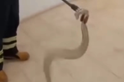 Adıyaman'da cami lavabosunda zehirli yılan paniği