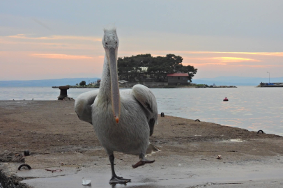 ERDEK YAT LİMANI’NDA PELİKAN SÜRPRİZİ