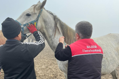 BALIKESİR’DE SAFKAN ATLARA SAĞLIK TARAMASI