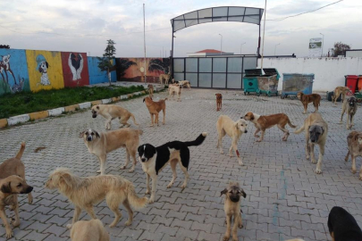 BANDIRMA BELEDİYESİ’NDEN SOKAK HAYVANLARI İÇİN YOĞUN MESAİ
