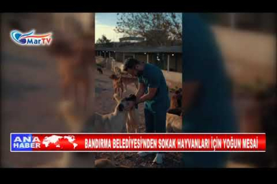 BANDIRMA BELEDİYESİ’NDEN SOKAK HAYVANLARI İÇİN YOĞUN MESAİ