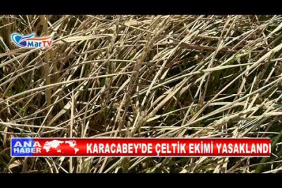 KARACABEY’DE ÇELTİK EKİMİ YASAKLANDI