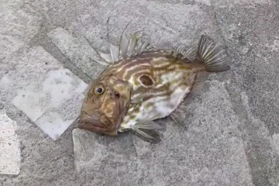 BANDIRMA’DA NADİR RASTLANAN DÜLGER BALIĞI YAKALANDI