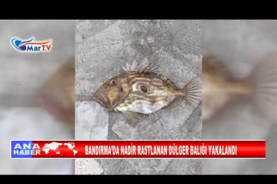 BANDIRMA’DA NADİR RASTLANAN DÜLGER BALIĞI YAKALANDI