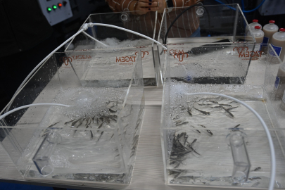 BANDIRMA’DA LEVREK BALIKLARI İÇİN KOMBİNE AŞI GELİŞTİRİLİYOR