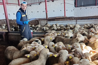 ALTIEYLÜL’DE HAYVAN SAĞLIĞI ÇALIŞMALARI ARALIKSIZ SÜRÜYOR