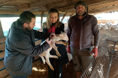 BALIKESİR’DE KÜÇÜKBAŞ HAYVANLARA ŞAP AŞISI UYGULAMASI SÜRÜYOR