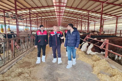 BALIKESİR’DE BÜYÜKBAŞ HAYVANCILIĞA YÖNELİK SAHA ÇALIŞMALARI