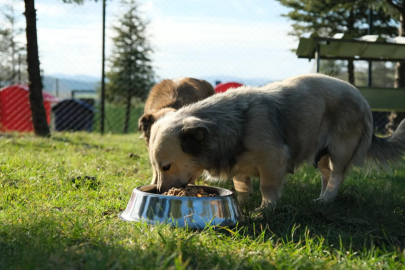 CAN DOSTLARIMIZ ARTIK GÜVENDE