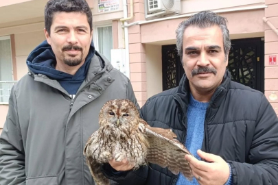 SOĞUKTAN ETKİLENEN BAYKUŞ GÜVENLİ ALANA ALINDI