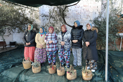 ZEYTİNE ADANMIŞ BİR ŞENLİK: EDREMİT’TE “MECİ” GELENEĞİ YAŞATILDI