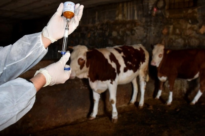 BANDIRMA’DA ŞAP HASTALIĞI KONTROL ALTINA ALINDI