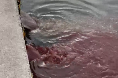 BANDIRMA’DA DENİZE AKAN KIRMIZI ATIK ALARM VERİYOR