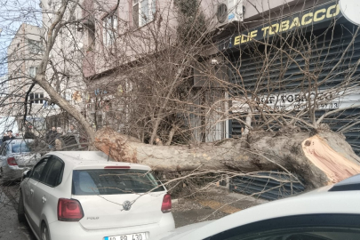 BANDIRMA’DA KAMYON ÇINAR AĞACINI DEVİRDİ