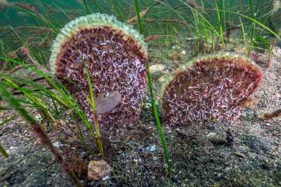 PROF. DR. SARI’DAN MARMARA İÇİN KRİTİK UYARI