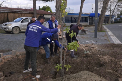ERDEK SAHİL BANDINDA RİSKLİ AĞAÇLAR KONTROLLÜ ŞEKİLDE KALDIRILDI