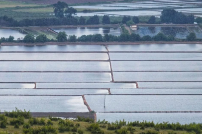 BALIKESİR’DE 2026 ÇELTİK SEZONU İÇİN TAVSİYE KARARLARI AÇIKLANDI