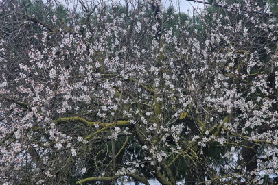İLK CEMREYLE DOĞA UYANIYOR