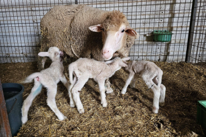 KEPSUT’TA DAMIZLIK KOYUN TESİSİNDE DOĞUM MESAİSİ