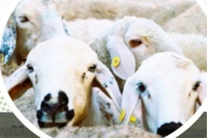 KIRSALDA BEREKET KÜÇÜKBAŞA DESTEK PROJESİ BAŞLIYOR