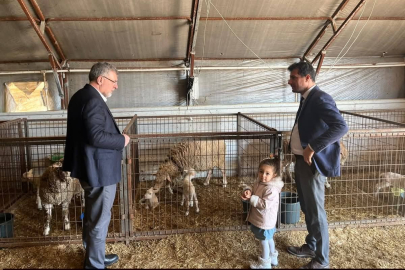 KEPSUT’TA TESCİLLİ BALIKESİR KUZUSU ÜRETİMİNE YAKIN TAKİP