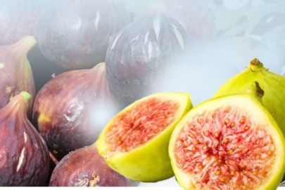 BÜYÜKŞEHİR, İNCİR FİDANI DAĞITIMINA BAŞLIYOR