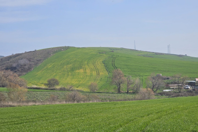 AŞIRI YAĞIŞ BUĞDAYI ETKİLEDİ