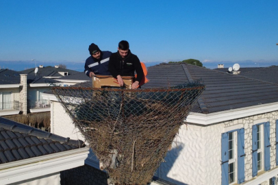 AYVALIK’TA LEYLEK YUVASI BAHARA HAZIR