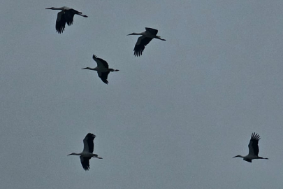 BAHARIN MÜJDECİSİ LEYLEKLER BANDIRMA SEMALARINDA SÜZÜLDÜ