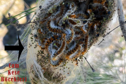 ORMANLARDA TIRTIL TEHLİKESİNE “TERMİNATÖR BÖCEK” ÇÖZÜMÜ