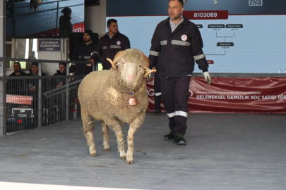 DAMIZLIK KOÇ SATIŞINDA REKOR