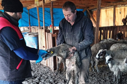 EDREMİT’TE KÜÇÜKBAŞ HAYVANLARA AŞI VE KÜPELEME