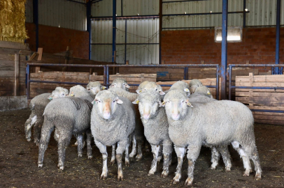 KARACABEY MERİNOSU İÇİN SAHADA İNCELEME
