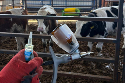ALTIEYLÜL’DE HAYVAN SAĞLIĞI İÇİN SAHADA YOĞUN ÇALIŞMA