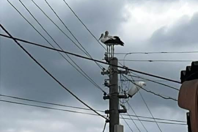 DEREKÖY’ÜN SİMGE LEYLEĞİ YUVASIZ KALDI