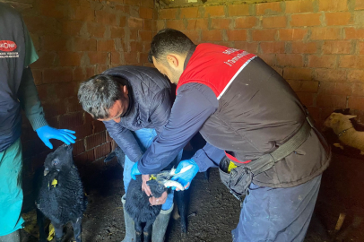 BALIKESİR’DE HAYVANCILIKTA AŞILAMA VE KÜPELEME ÇALIŞMALARI