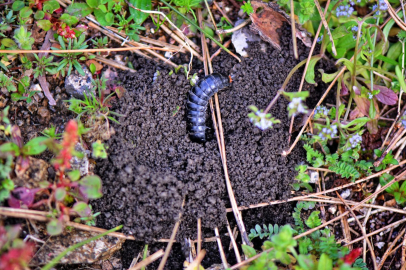 BALIKESİR ORMANLARINDA ZARARLILARA KARŞI SEFERBERLİK