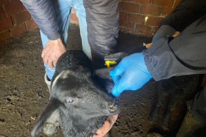 BROİLER İŞLETMELERİNE KUŞ GRİBİ VE BİYOGÜVENLİK UYARISI