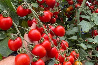 Balıkesir’de zincir markete 'fahiş fiyat' incelemesi... Zincir markette kokteyl domates vurgunu!